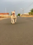 A branca se chama Macha e a marrom Bel 