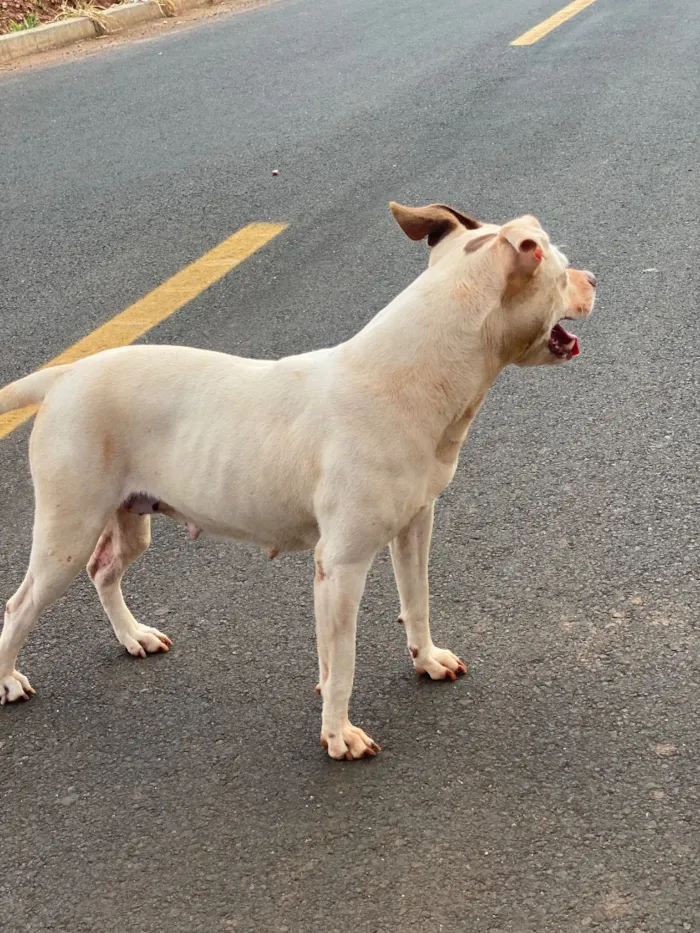 Cachorro raça SRD-ViraLata idade 3 anos nome A branca se chama Macha e a marrom Bel 