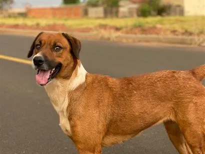 Cachorro raça SRD-ViraLata idade 3 anos nome A branca se chama Macha e a marrom Bel 