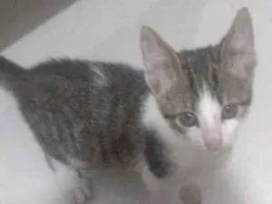 Gato raça SRD-ViraLata idade 2 a 6 meses nome não tem nome