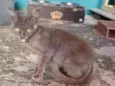 Fiapinho