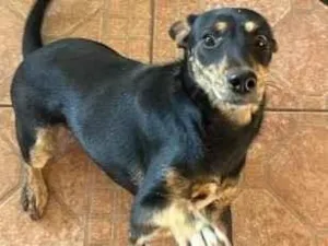 Cachorro raça SRD-ViraLata idade 6 ou mais anos nome Não sei o nome 