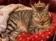 Catarina 