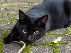 Gato raça SRD-ViraLata idade 7 a 11 meses nome Jorge