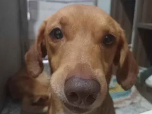 Cachorro raça SRD-ViraLata idade 3 anos nome Dustin