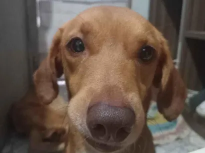 Cachorro raça SRD-ViraLata idade 3 anos nome Dustin