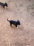 Nome a escolha do futuro dono