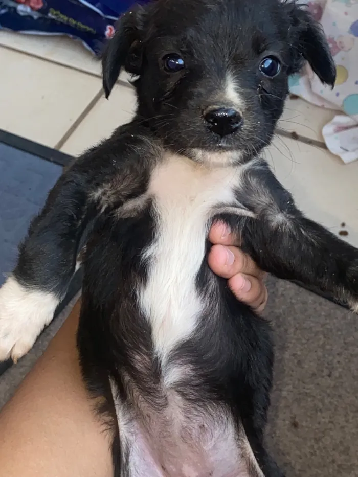 Cachorro raça SRD-ViraLata idade 2 a 6 meses nome Nome a escolha do futuro dono