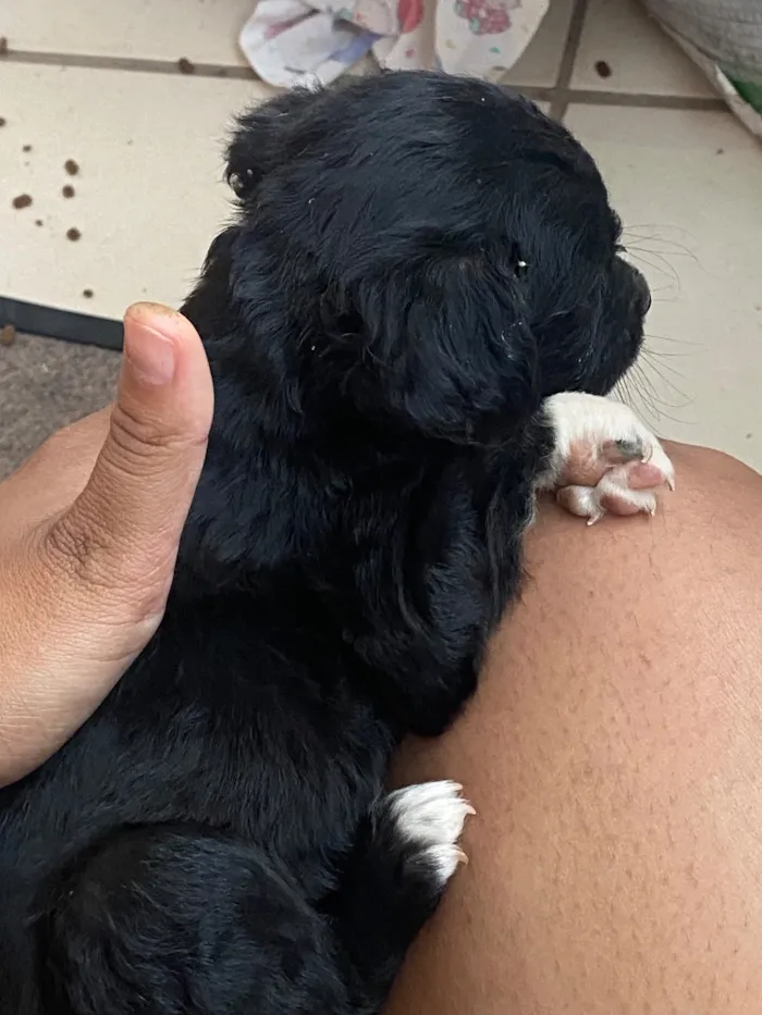 Cachorro raça SRD-ViraLata idade 2 a 6 meses nome Nome a escolha do futuro dono