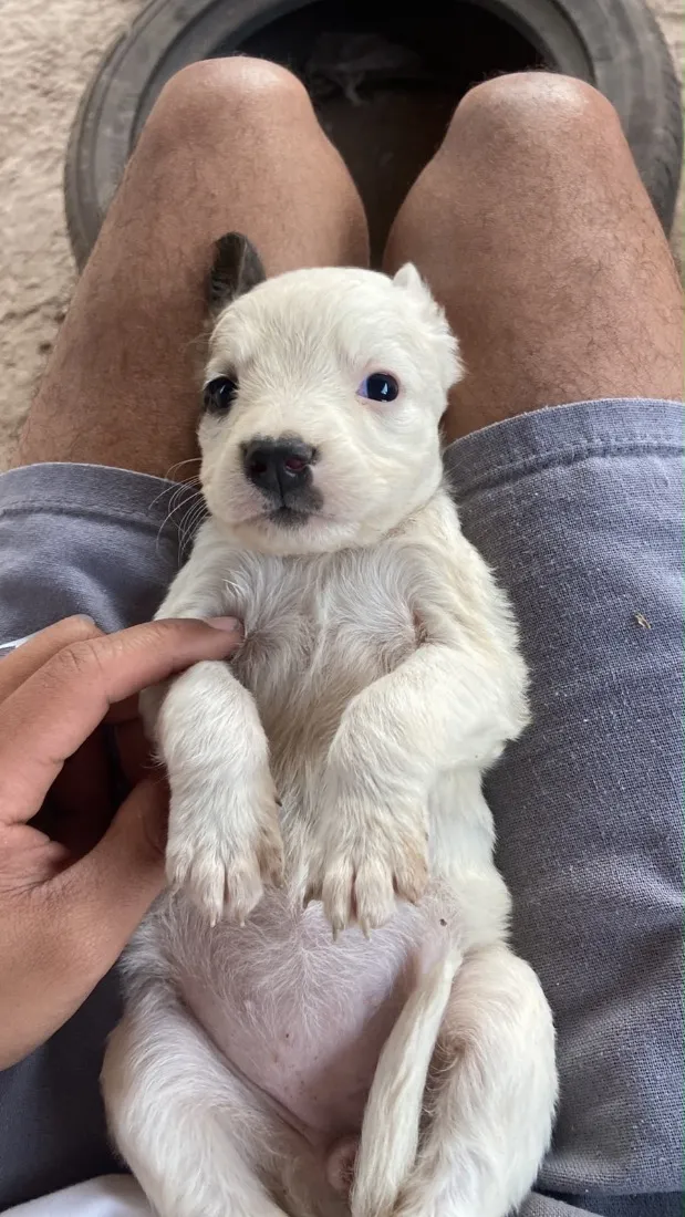 Cachorro raça SRD-ViraLata idade 2 a 6 meses nome Nome a escolha do futuro dono
