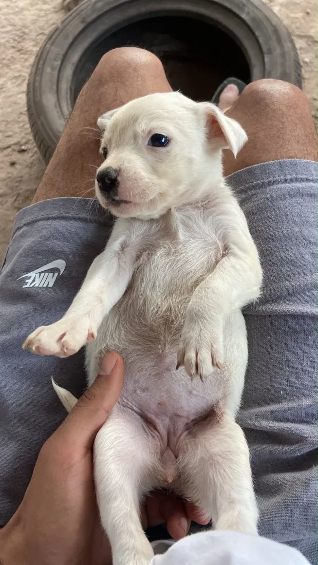 Cachorro raça SRD-ViraLata idade 2 a 6 meses nome Nome a escolha do futuro dono