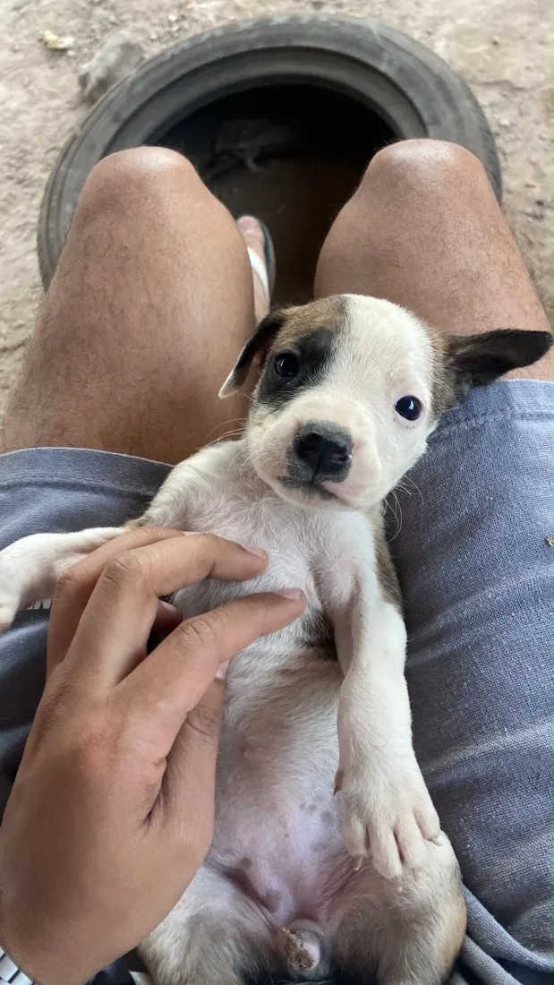 Cachorro raça SRD-ViraLata idade 2 a 6 meses nome Nome a escolha do futuro dono
