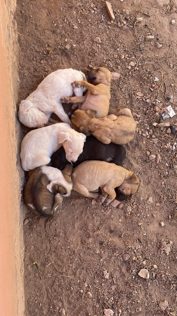 Cachorro raça SRD-ViraLata idade 2 a 6 meses nome Nome a escolha do futuro dono