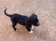 Nome a escolha do futuro dono