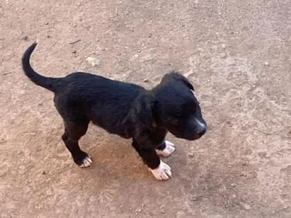 Cachorro raça SRD-ViraLata idade 2 a 6 meses nome Nome a escolha do futuro dono