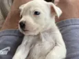 Nome a escolha do futuro dono
