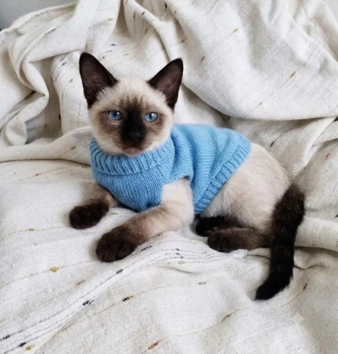 Gato raça Siamês idade 2 a 6 meses nome Cayser