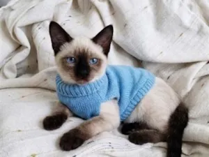 Gato raça Siamês idade 2 a 6 meses nome Cayser
