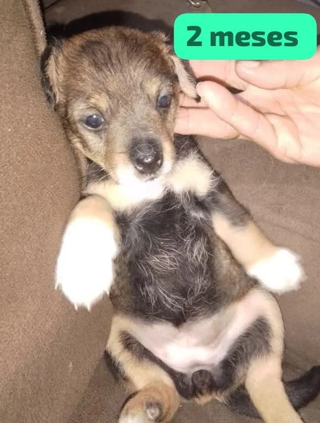 Cachorro raça SRD-ViraLata idade 2 a 6 meses nome nina