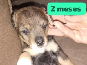 Cachorro raça SRD-ViraLata idade 2 a 6 meses nome nina