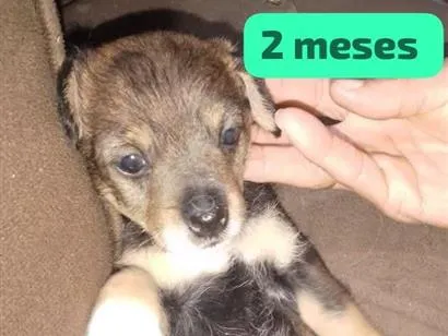 Cachorro raça SRD-ViraLata idade 2 a 6 meses nome nina