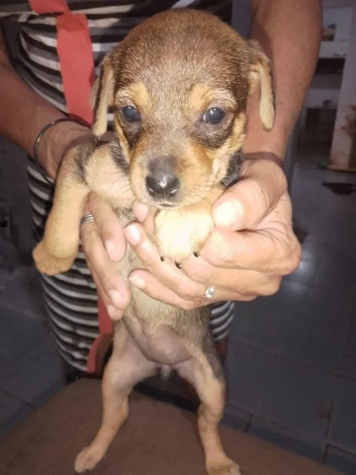 Cachorro raça SRD-ViraLata idade 2 a 6 meses nome docinha