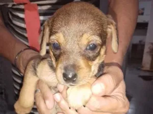 Cachorro raça SRD-ViraLata idade 2 a 6 meses nome docinha