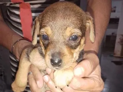 Cachorro raça SRD-ViraLata idade 2 a 6 meses nome docinha