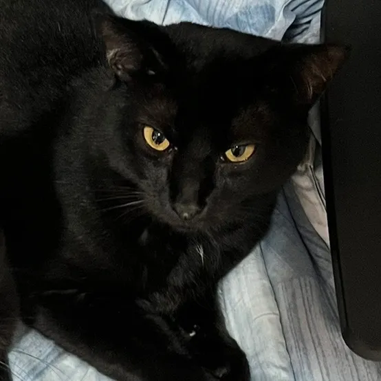 Gato raça SRD-ViraLata idade 1 ano nome Juninho