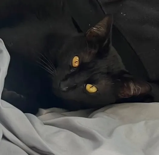 Gato raça SRD-ViraLata idade 1 ano nome Juninho