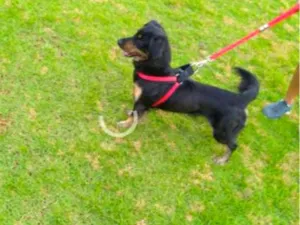 Cachorro raça SRD-ViraLata idade 5 anos nome neguinha 