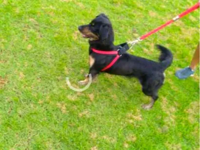 Cachorro raça SRD-ViraLata idade 5 anos nome neguinha 