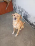 Fubá