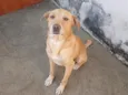 Fubá