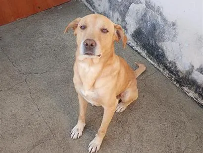 Cachorro raça SRD-ViraLata idade 4 anos nome Fubá