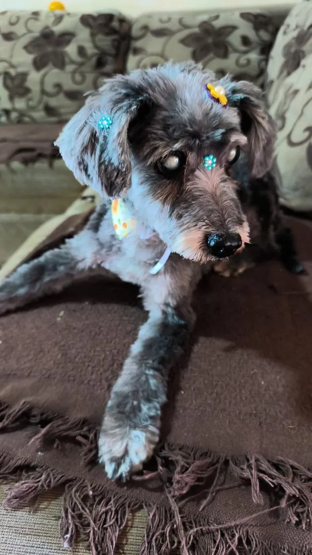 Cachorro raça Poodle idade 2 anos nome mel