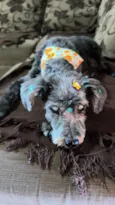 mel