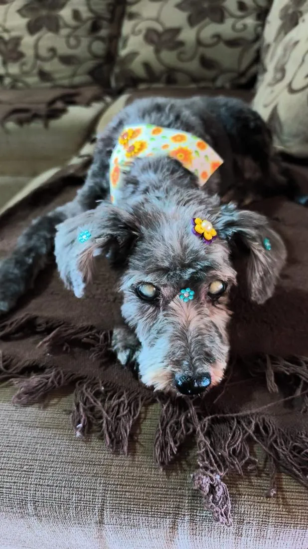 Cachorro raça Poodle idade 2 anos nome mel