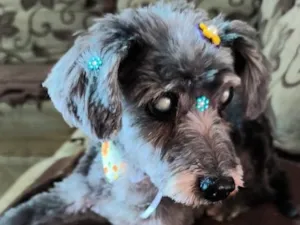 Cachorro raça Poodle idade 2 anos nome mel