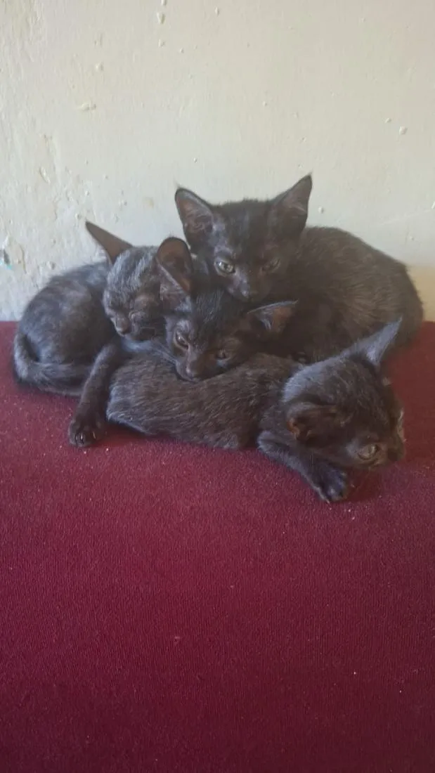 Gato raça SRD-ViraLata idade 2 a 6 meses nome n