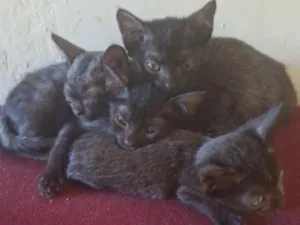 Gato raça SRD-ViraLata idade 2 a 6 meses nome n