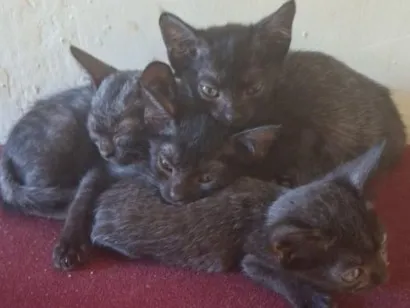 Gato raça SRD-ViraLata idade 2 a 6 meses nome n