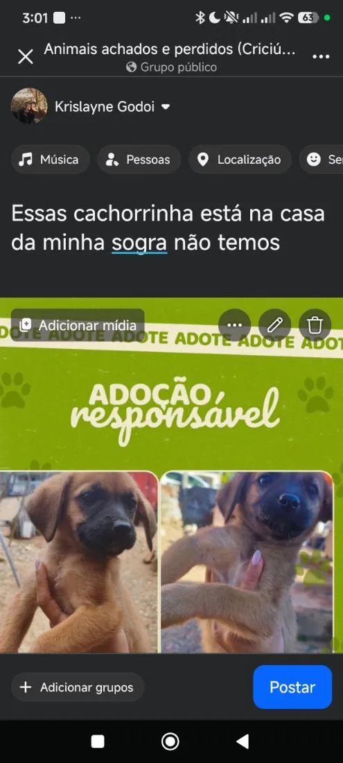 Cachorro raça Boxer idade 2 a 6 meses nome não tem nome