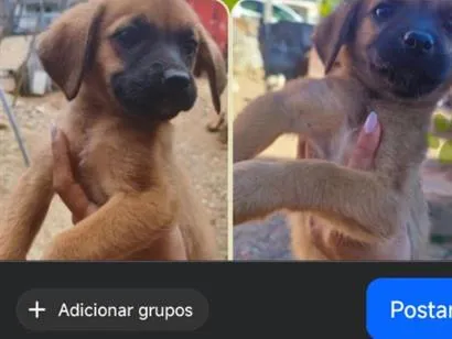 Cachorro raça Boxer idade 2 a 6 meses nome não tem nome
