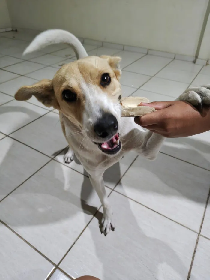 Cachorro raça SRD-ViraLata idade 1 ano nome Fiona 