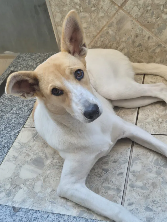 Cachorro raça SRD-ViraLata idade 1 ano nome Fiona 