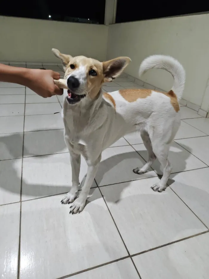 Cachorro raça SRD-ViraLata idade 1 ano nome Fiona 