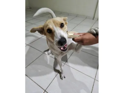 Cachorro raça SRD-ViraLata idade 1 ano nome Fiona 