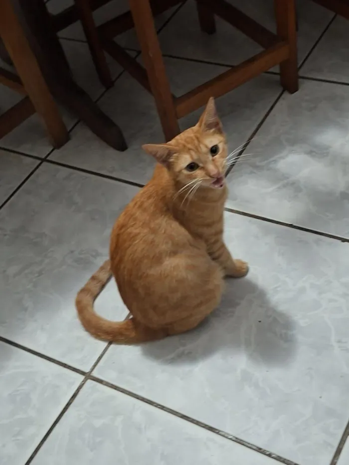 Gato raça SRD-ViraLata idade 2 anos nome Sol