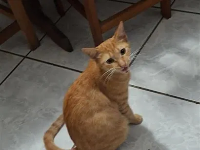 Gato raça SRD-ViraLata idade 2 anos nome Sol